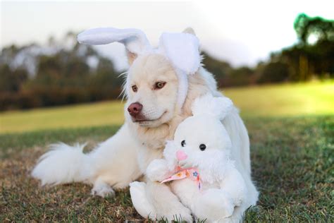 Puppy And Rabbit Wallpapers Wallpaper Cave