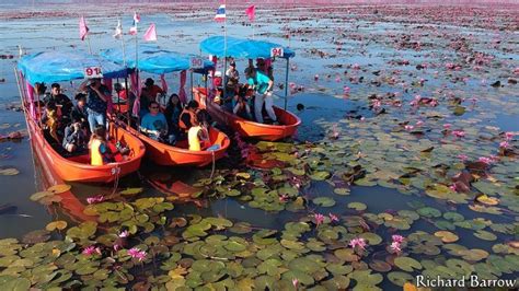 Red Lotus Lake Thailand From Above