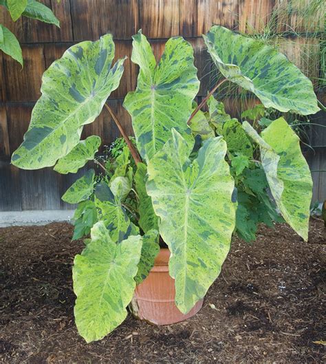 Planta herbácea, perennifolia, con un tubérculo subgloboso, estolonífero, subterráneo, que alcanza un tamaño de 6 cm de diámetro. Elephant Ear Plant Indoor Care