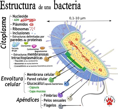 Bacterias Definicion Y Estructura Images