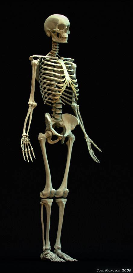 17 Best Images About Skeleton On Pinterest Real Skull Close Up And