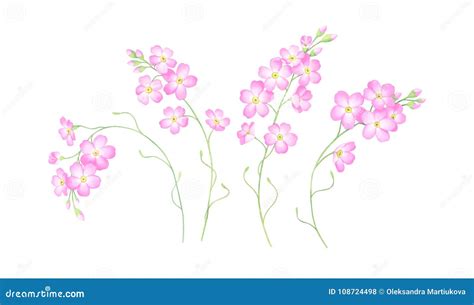 Watercolor Set Of Pink Forget Me Not Flowers Isolated On White