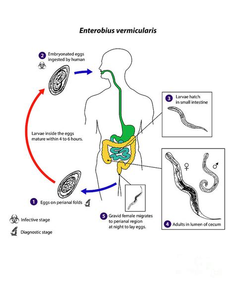Human Pinworm Parasite Lifecycle Photograph By Cdcscience Photo