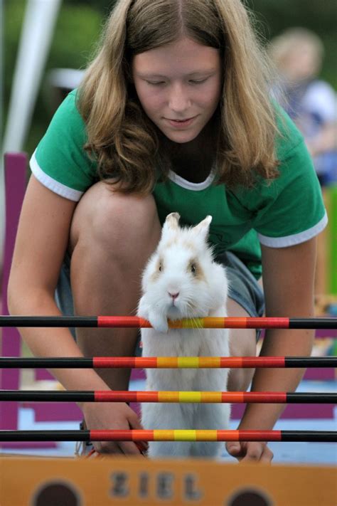 bunny hop showjumping rabbits take part in annual kaninhop championships in germany show