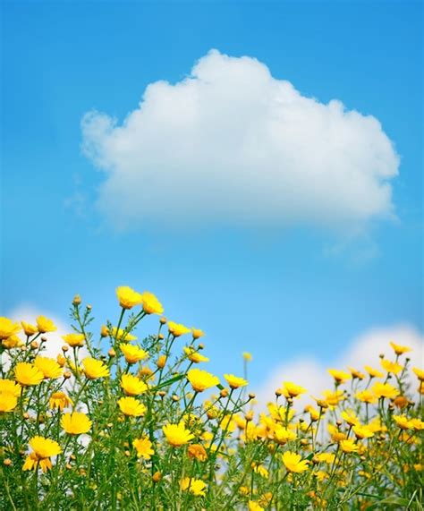 Premium Photo Yellow Flowers Under A Cloudy Sky