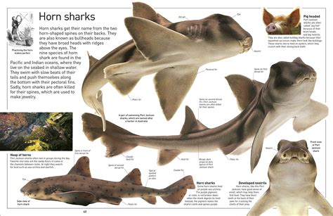 Dk Eyewitness Books Shark A2z Science And Learning Toy Store