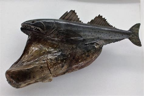 Black Swallower Fish 19 Fascinating Facts About This Deep Sea Marvel