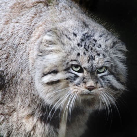 Manul This Is No Domesticated Kitty A Manul At Diergaarde Flickr