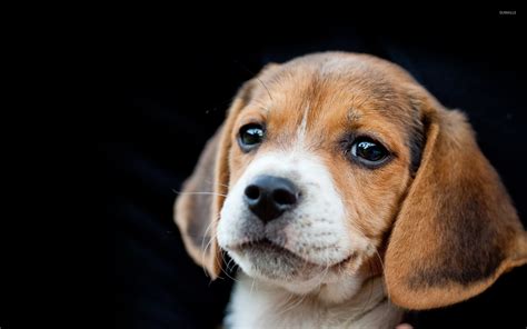 Beagle Puppy Wallpaper Animal Wallpapers 17274
