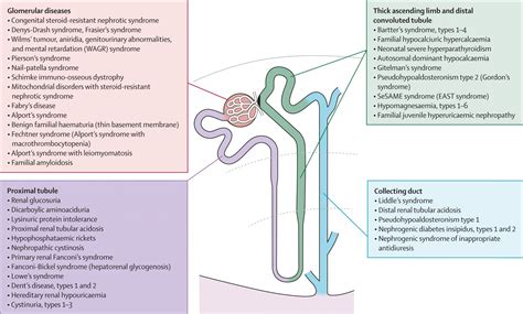 Renal Disease According To Each Part Of The Glomerulus Usmle