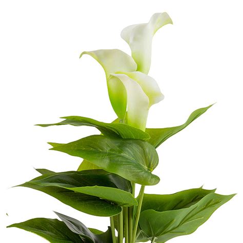 Silk flowers are a great alternative to fresh flowers 40cm Artificial Calla Lily Potted Plant - Set Of 2 | Home ...