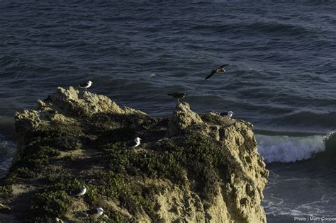 Fotos gratis mar costa rock Oceano pájaro apuntalar ola ave marina acantilado torre