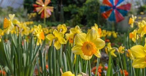 Spring Flower Show: Canopy of Color | Phipps Conservatory and Botanical ...