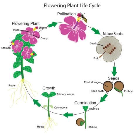Flowering Plants Life Cycle Lovetoknow
