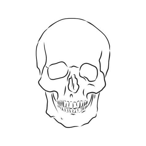 Premium Vector Hand Drawn Sketch Of Human Skull