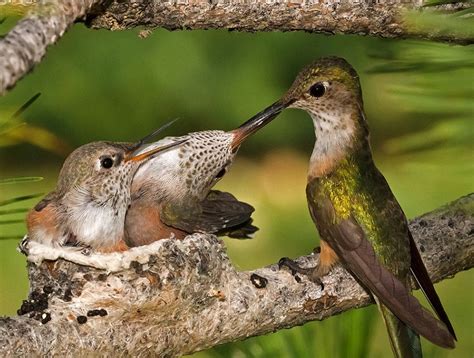 Cute Baby Hummingbirds