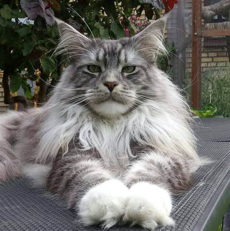 White Maine Coon Kitten