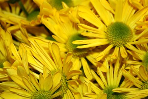 Yellow Daisies Close Up Texture Picture Free Photograph Photos
