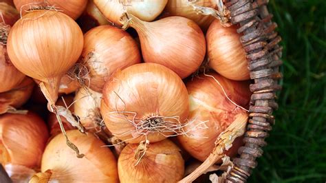 The Unexpected Storage Method That Will Keep Onions Fresh