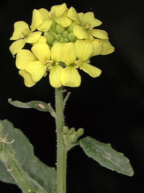 http://www.conabio.gob.mx/malezasdemexico/brassicaceae/rapistrum-rugosum/fichas/pagina1.htm