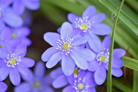 Free Images Nature Blossom Petal Botany Garden Flora Blue