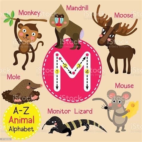 Letter M Tracing Monkey Mouse Mole Monitor Lizard Moose Mandrill Stock