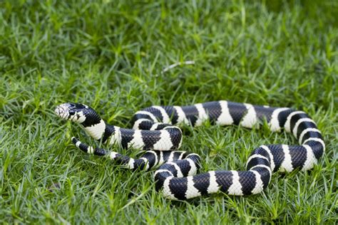 Totally Terrifying Facts About The King Snake