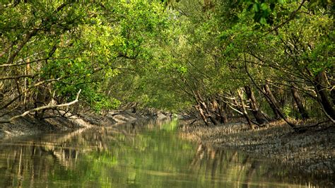 Mangrove Restoration Leads To Greater Resilience In Bangladesh Report