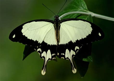 Papilio Dardanus African Swallowtail Beautiful Butterfly Pictures