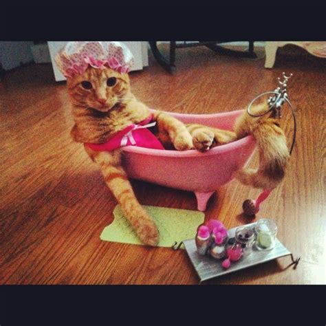 Spa Time For Kitty Kitty Cat Cute Kitty Cats Pets