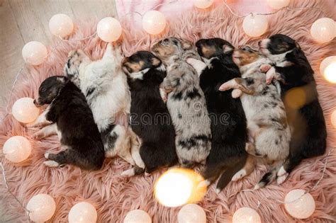 Newborn Puppy Australian Shepherd Puppy Stock Image Image Of Border