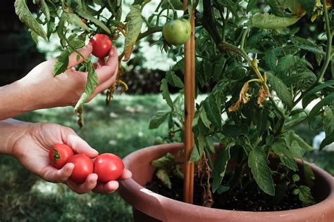Just as vegetables need a little tlc in traditional garden beds, they'll need a little love while growing in containers as well. Warm Climate Container Vegetable Gardening