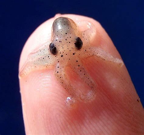 Baby Giant Pacific Octopus One Day Hell Weigh 600 Pounds And Have