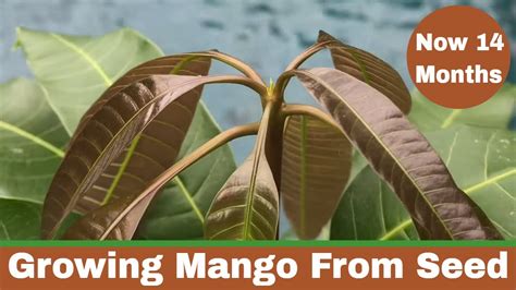 How To Grow A Mango Tree From Seed 14 Months Youtube