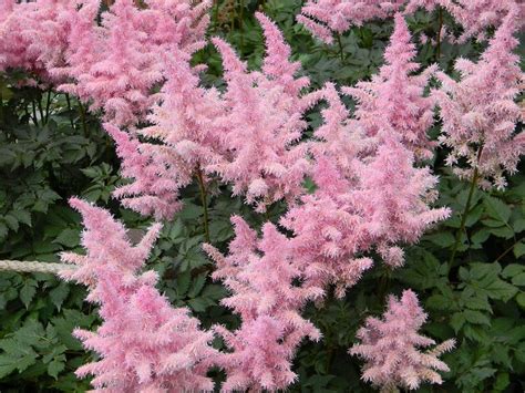8 Perennial Flowers For Summer Long Blooms In Shade