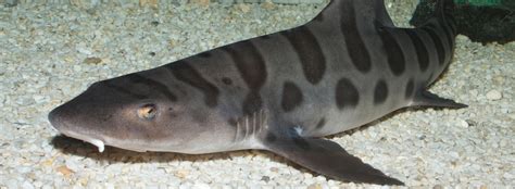 Leopard Shark Facts And Information Seaworld Parks And Entertainment