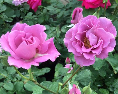 Angel Face Rose Gardenland USA - Improve Your Environment