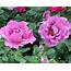 Angel Face Rose Gardenland USA  Improve Your Environment