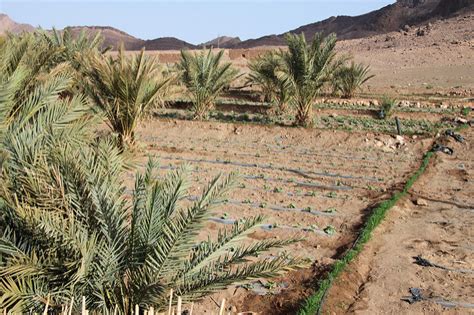 How Morocco Became Africas Agricultural Oasis Agora Medspring