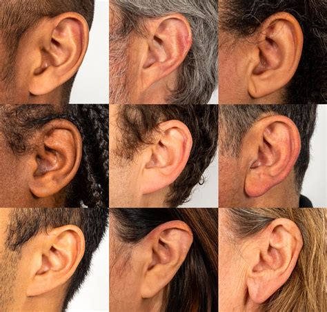 Ear Sort Evolution And Genetics Science Activity Exploratorium