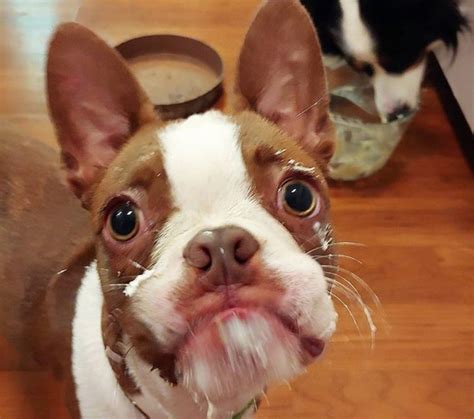 The 25 Cutest Red Boston Terrier Pics Ever According To Instagram The