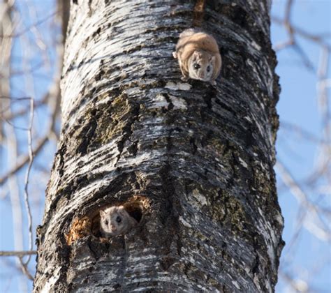 Flying Squirrels Pushing Northern Cousins Out As Climate Warms