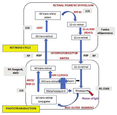 Schematic Representation Of Walds Visual Cycle Rod Enzymes And