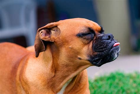 Tipos De Granos En Perros Cómo Son Y Tratamiento Nubika