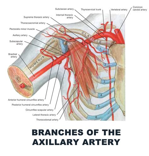 Branches Of The Axillary Artery Anatomy Images Illustrations Anatomy Images Character Design