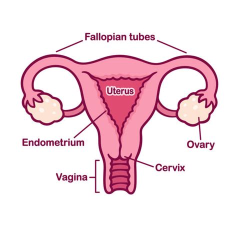 Top 60 Female Reproductive System Clip Art Vector Graphics And