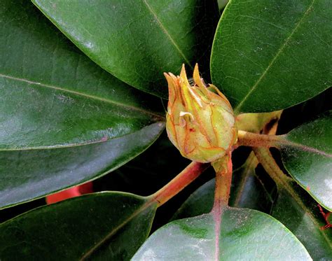 Rhododendron Bud In Spring Photograph By Linda Stern Fine Art America