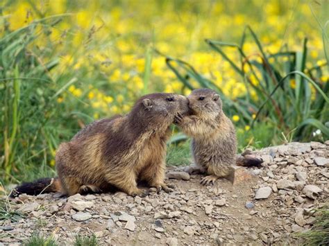 Motherandbaby Marmota Bing Wallpaper Download