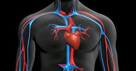 Sistema Circulatorio Humano Buscar Con Google Circulatory System Images