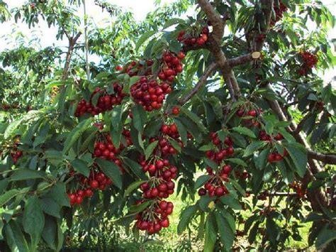 Cherry Growing Tips How To Grow Healthy Delicious Cherry Tree Plant